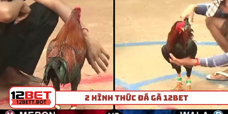 2 hình thức đá gà 12Bet được đón nhận kịch liệt