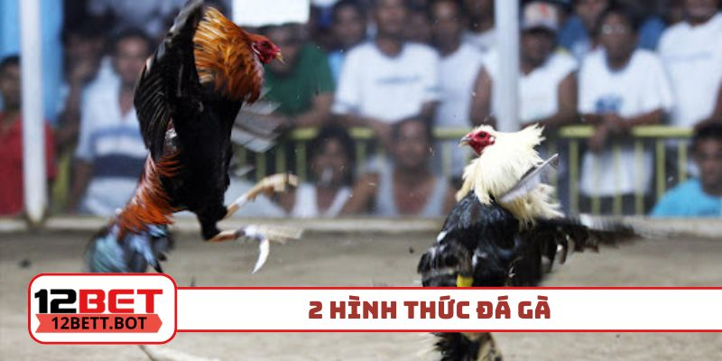 2 hình thức đá gà giữ chân các dân chơi hàng đầu