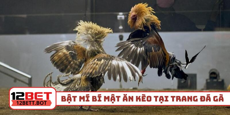 Bật mí bí mật ăn kèo tại trang đá gà uy tín