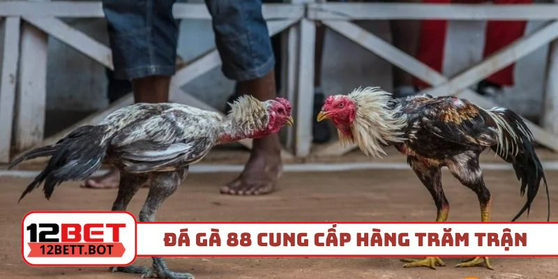 Đá gà 88 cung cấp hàng trăm trận cựa sắt siêu kịch tính