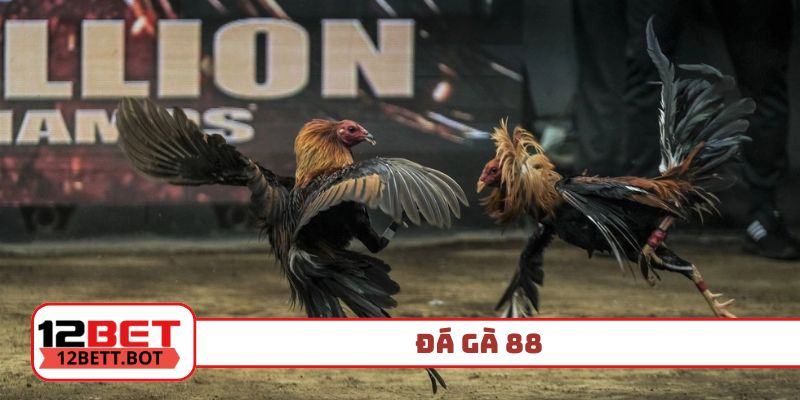 đá gà 88