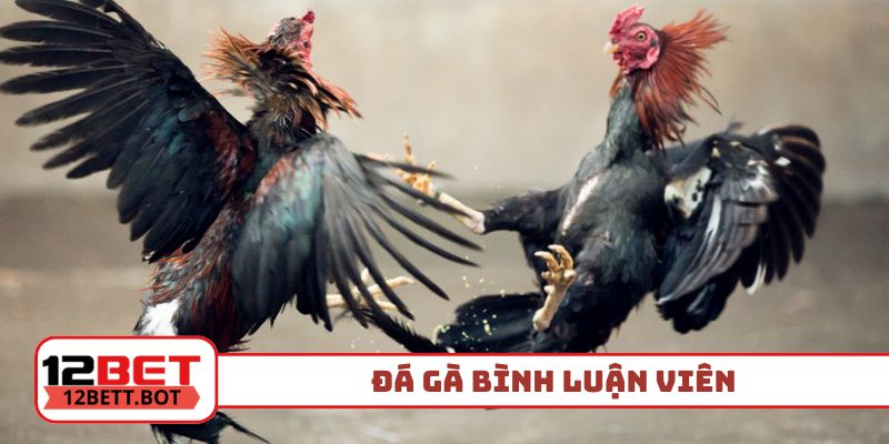 đá gà bình luận viên