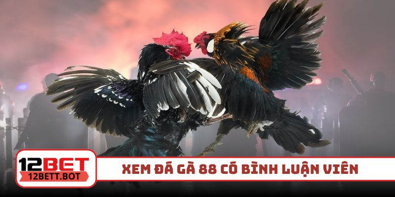 Xem đá gà 88 có bình luận viên chuyên nghiệp