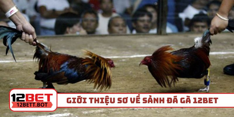 Giới thiệu sơ về sảnh đá gà 12Bet