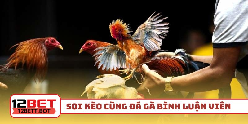Soi kèo cùng đá gà bình luận viên